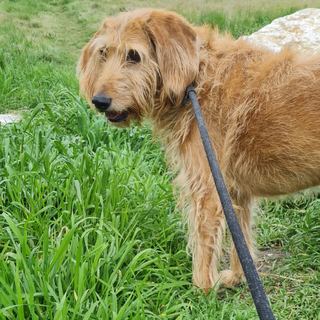 Lucy en balade dans les hautes herbes